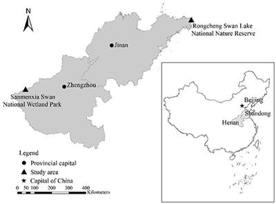 Comparative Analysis of the Fecal Bacterial Microbiota of Wintering Whooper Swans (Cygnus Cygnus)